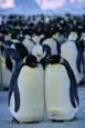 marchpenguins007.jpg