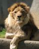 533028_male_lion