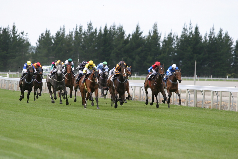 racehorsedreamstime_1443355