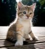 555320_kitten