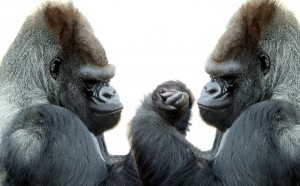 gorilladreamstime_951356