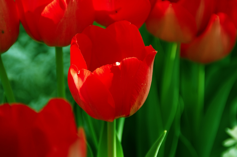 flowersdreamstime_560405