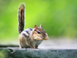 chipmunkdreamstime_1374141
