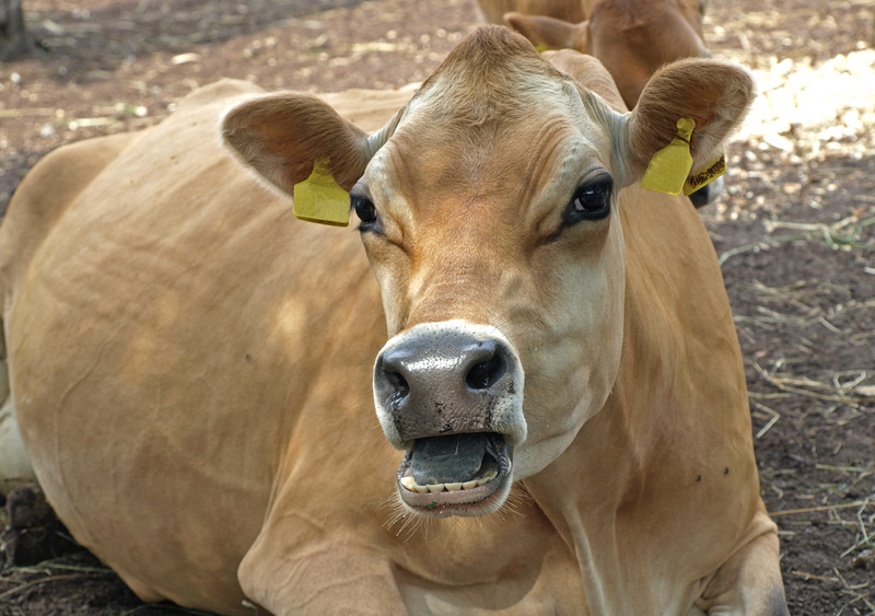 cowdreamstime_10666420