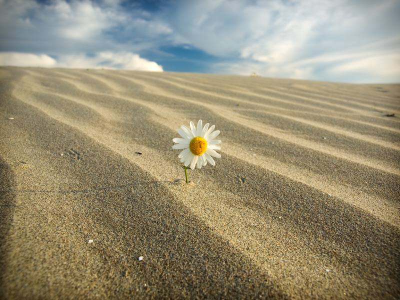 flowerinflielfdreamstime_9908547