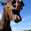 crazyhorsedreamstime_1137210 crazyhorsedreamstime_1137210